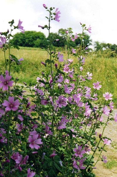 Malva sylvestris en fleurs dans une friche rudérale en Europe